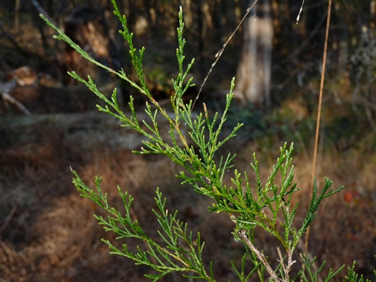 {Juniperus virginiana}